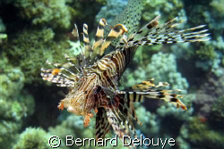 Lion fish from Panorama Reef...

Canon G7 & Ikelite Case by Bernard Delouye 